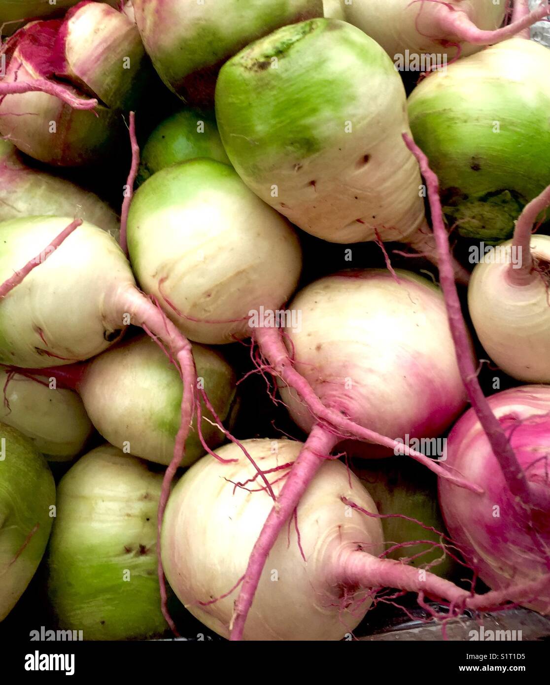 Watermelon Radishes, Green and Off-white Skin, Red Interior, pink and off-white roots Stock Photo