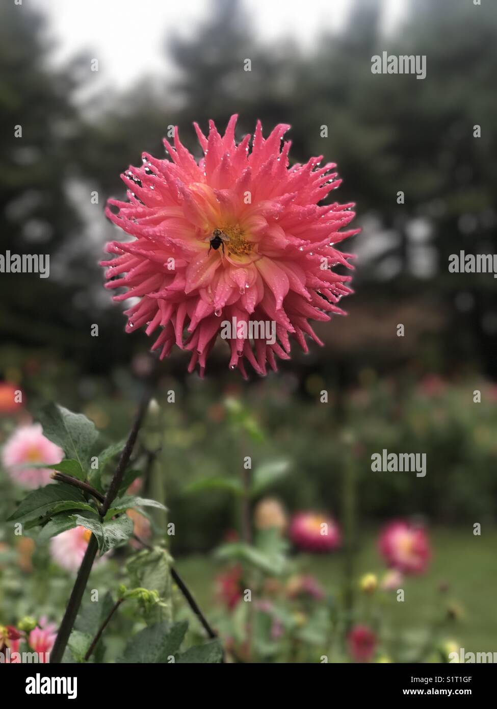 Dahlias garden hi-res stock photography and images - Alamy