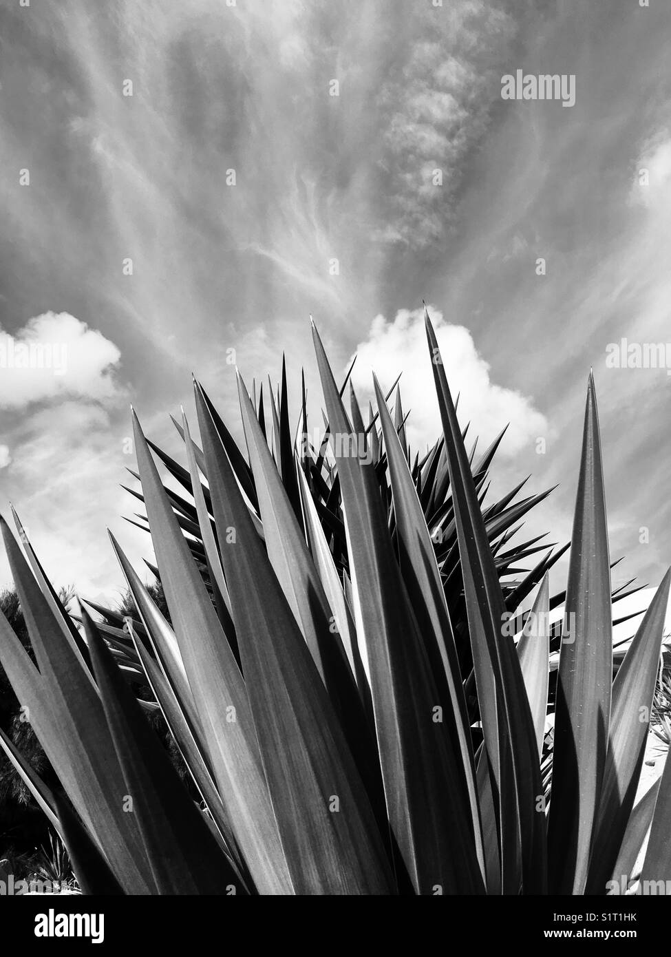 Low angle black and white image of tropical palm leaves - Smartphone Captured Stock Image