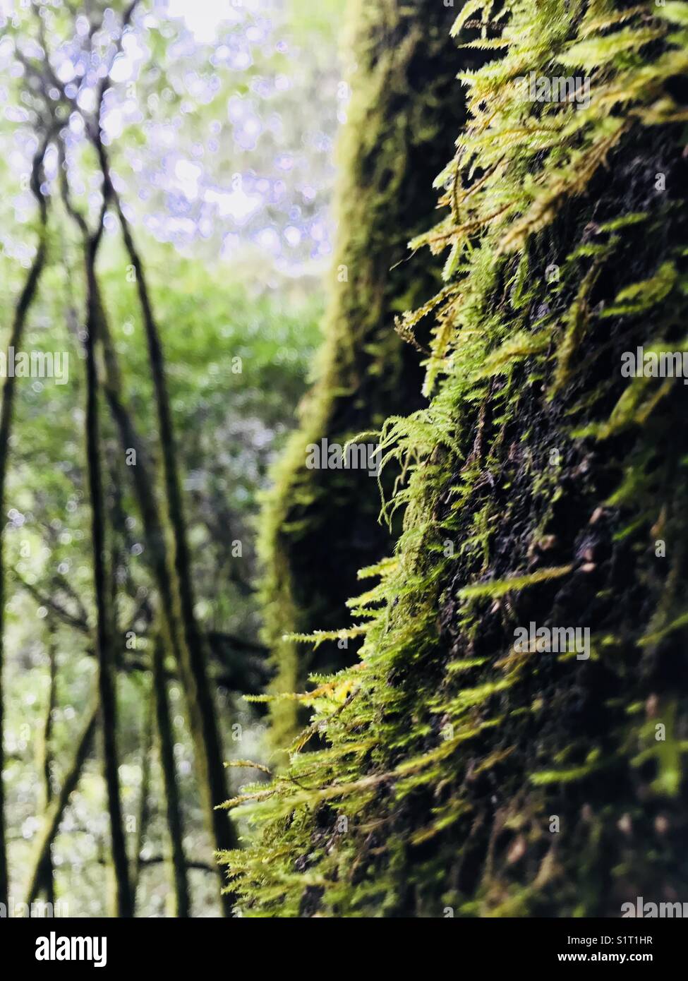 Muir Woods - Smartphone Captured Stock Image