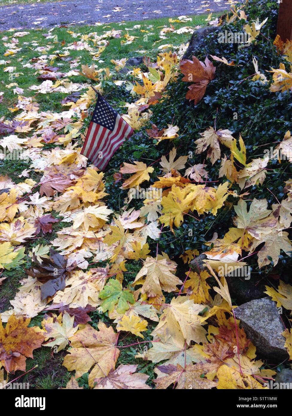 Very windy day in autumn in Washington State. Stock Photo