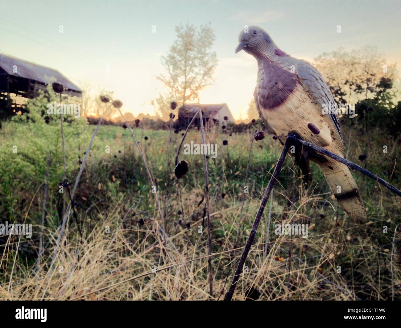 Dove hunting season Stock Photo - Alamy