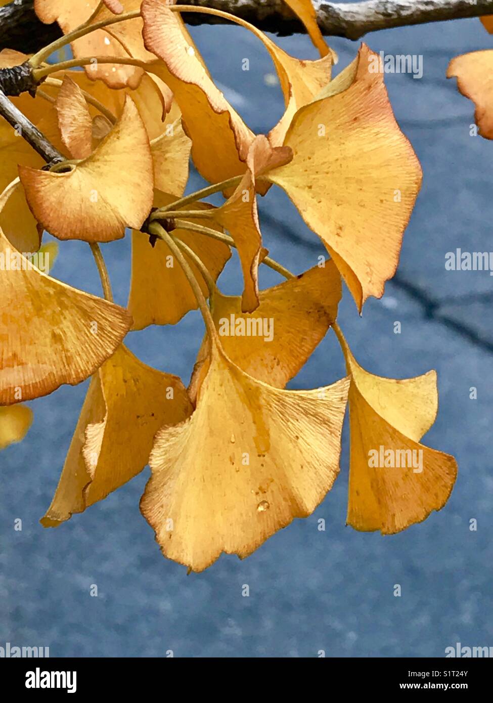 Gingko biloba leaves in Autumn. - Smartphone Captured Stock Image