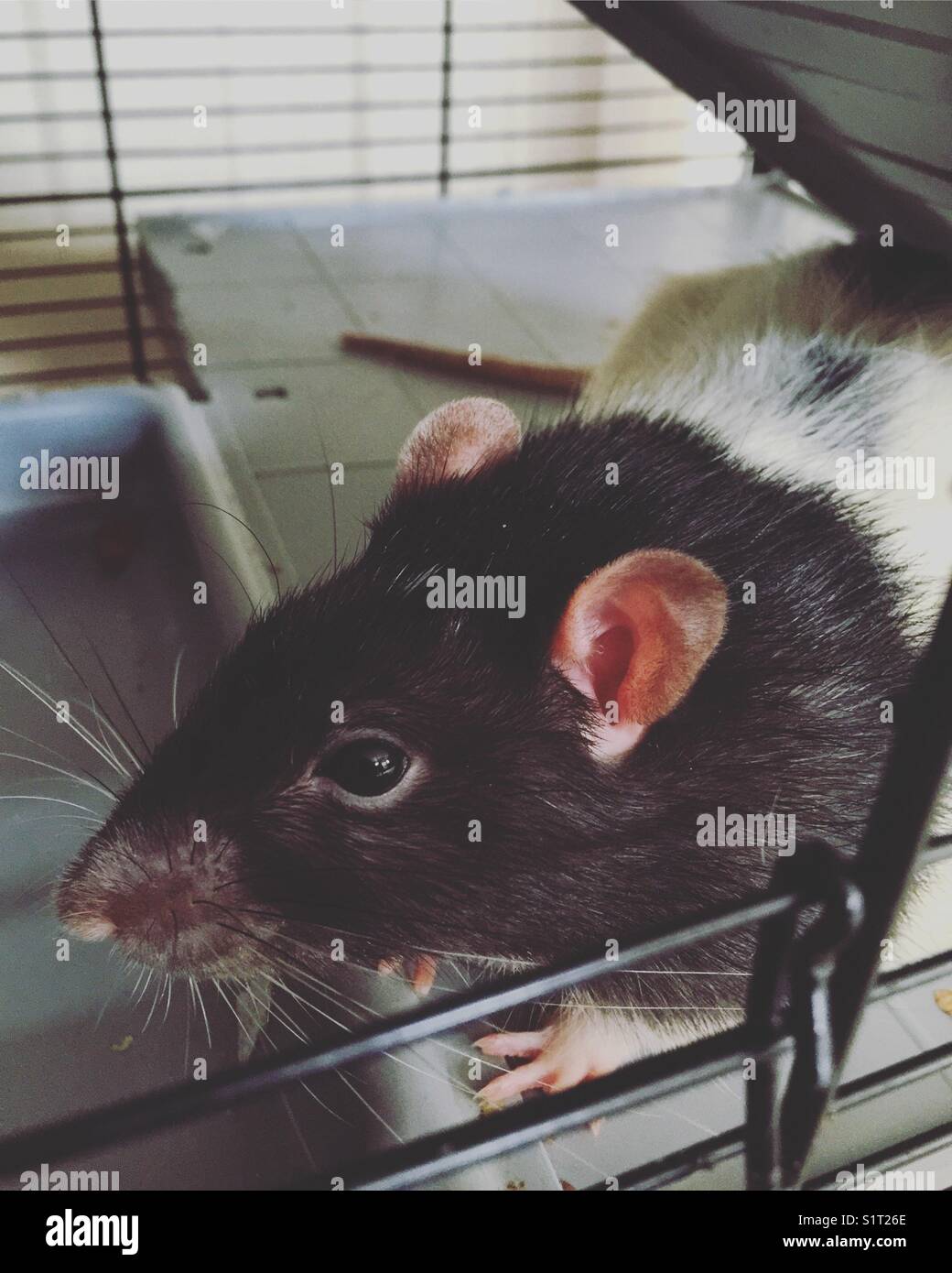 Fancy Rat Stock Photo Alamy