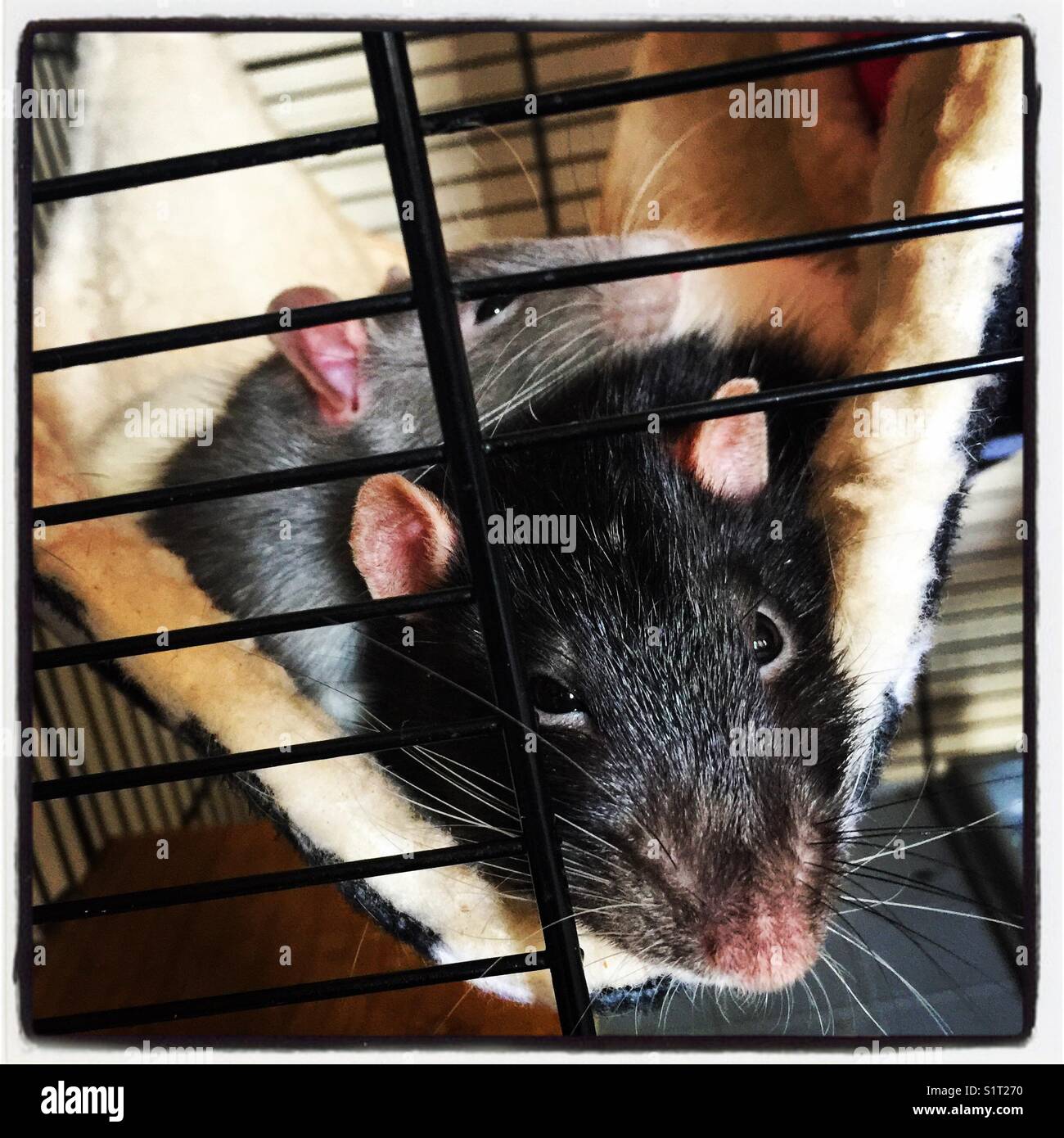 Brother rats in a hammock Stock Photo Alamy