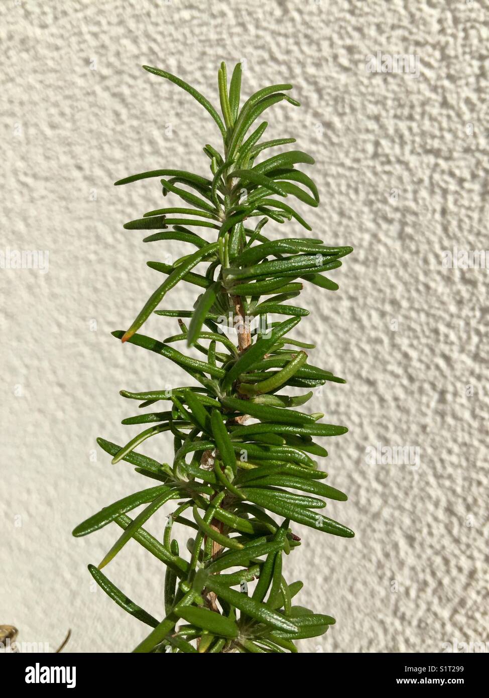 Rosemary green leaves Stock Photo Alamy