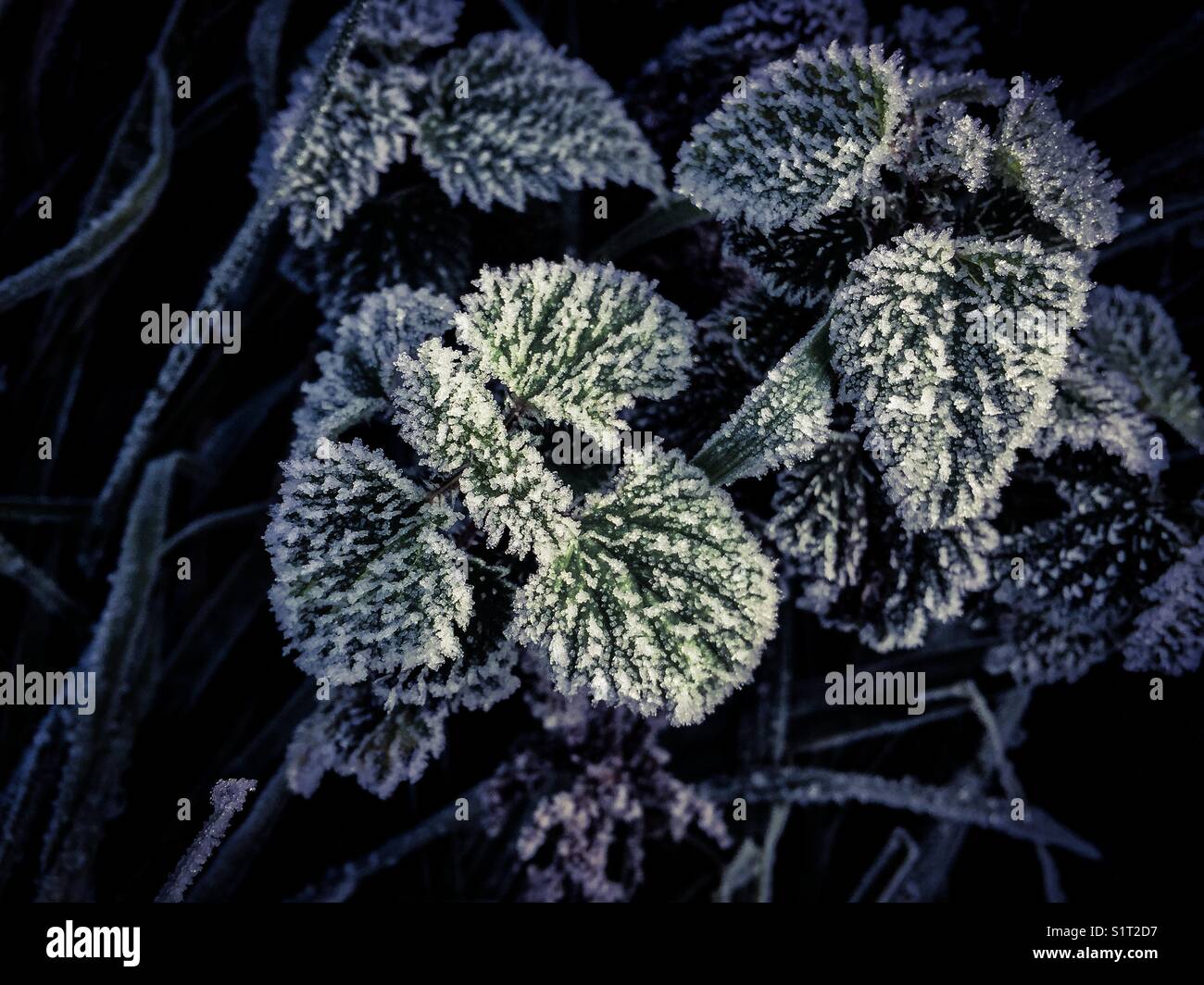 Frosted nettle leaves after a very cold night in Powys, Wales, UK. - Smartphone Captured Stock Image