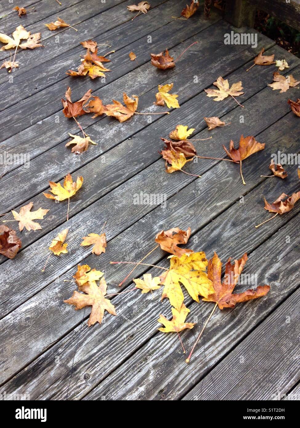 Autumn leaves on a weathered deck in Washington State, USA. Stock Photo