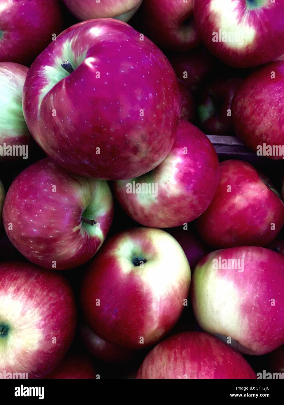 New York State Honey Crisp Apples at Market, Famously Sweet, Large, Red and Green Crisp Apples Stock Photo