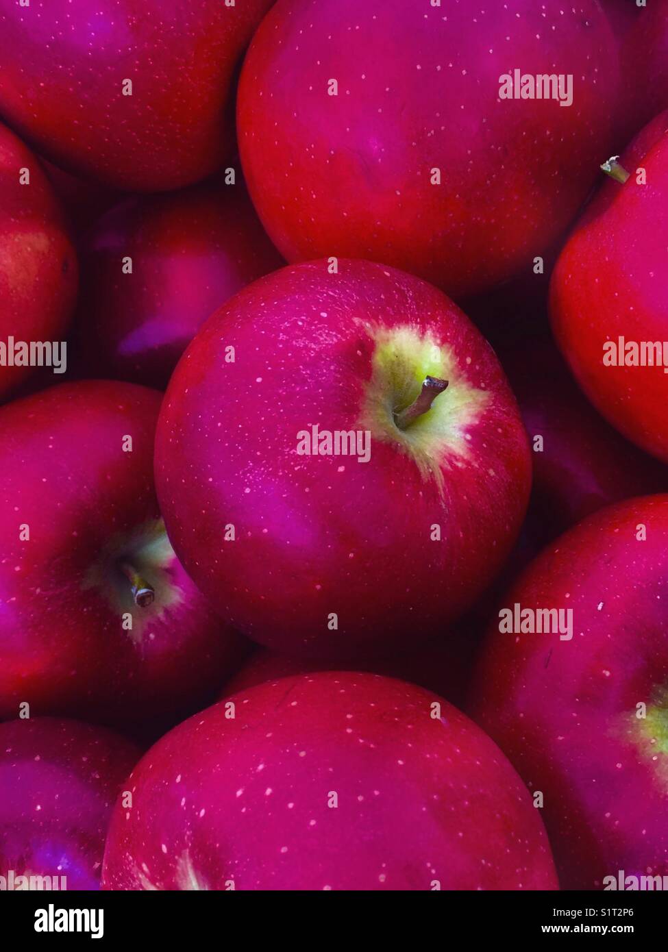 Ruby Red Ruby Frost New York State Apples Stock Photo