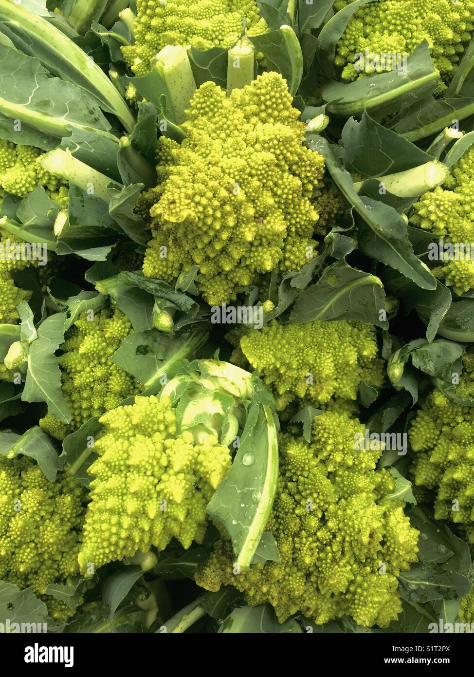 Pointy Cone Shaped Romanesco Green cauliflower Stock Photo