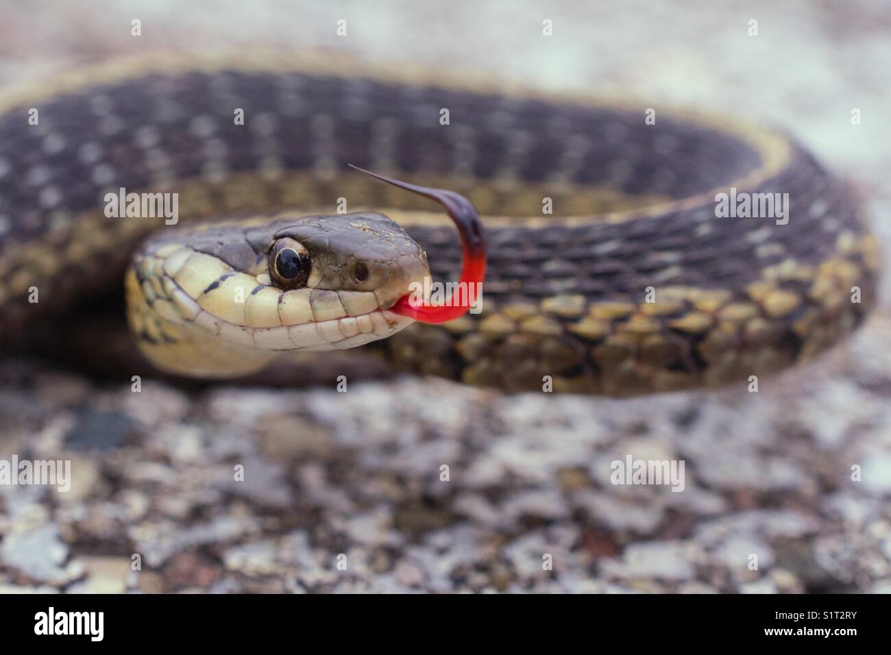 Small garter snake on a road surface starring at the camera with its split tongue sticking out. Class - Reptilia, Order - Squamata, Suborder - Serpentes, Family - Colubridae, , Species - T. Sirtalis. Stock Photo