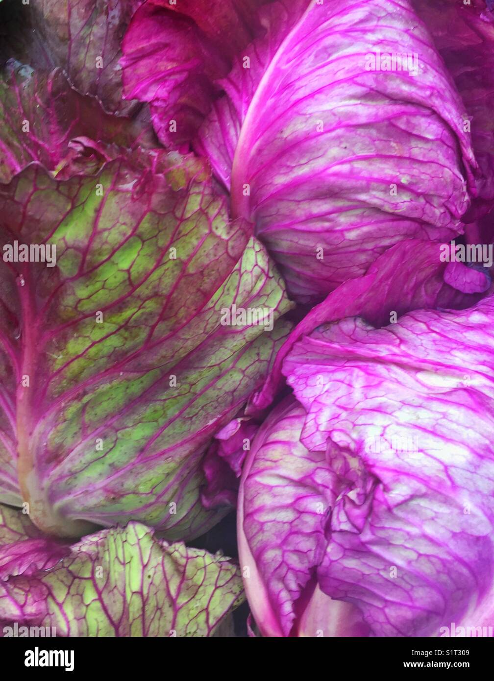 Kalibos Cabbage, European cabbage with gorgeous green and red purple pointed leaves with purple veining Stock Photo