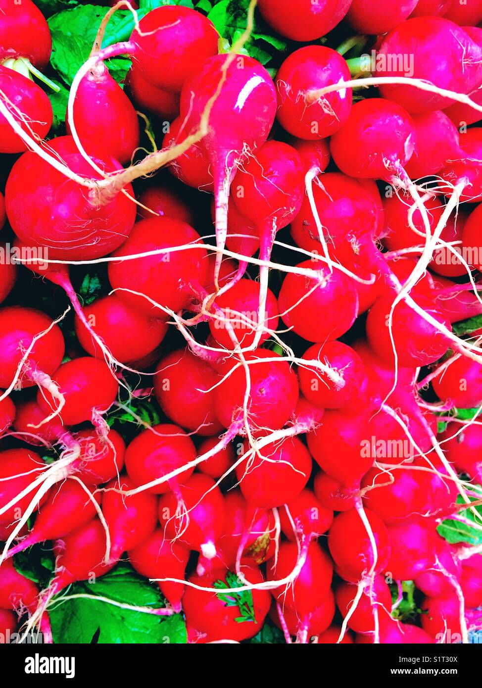 Glowing Red radishes with vibrant roots Stock Photo
