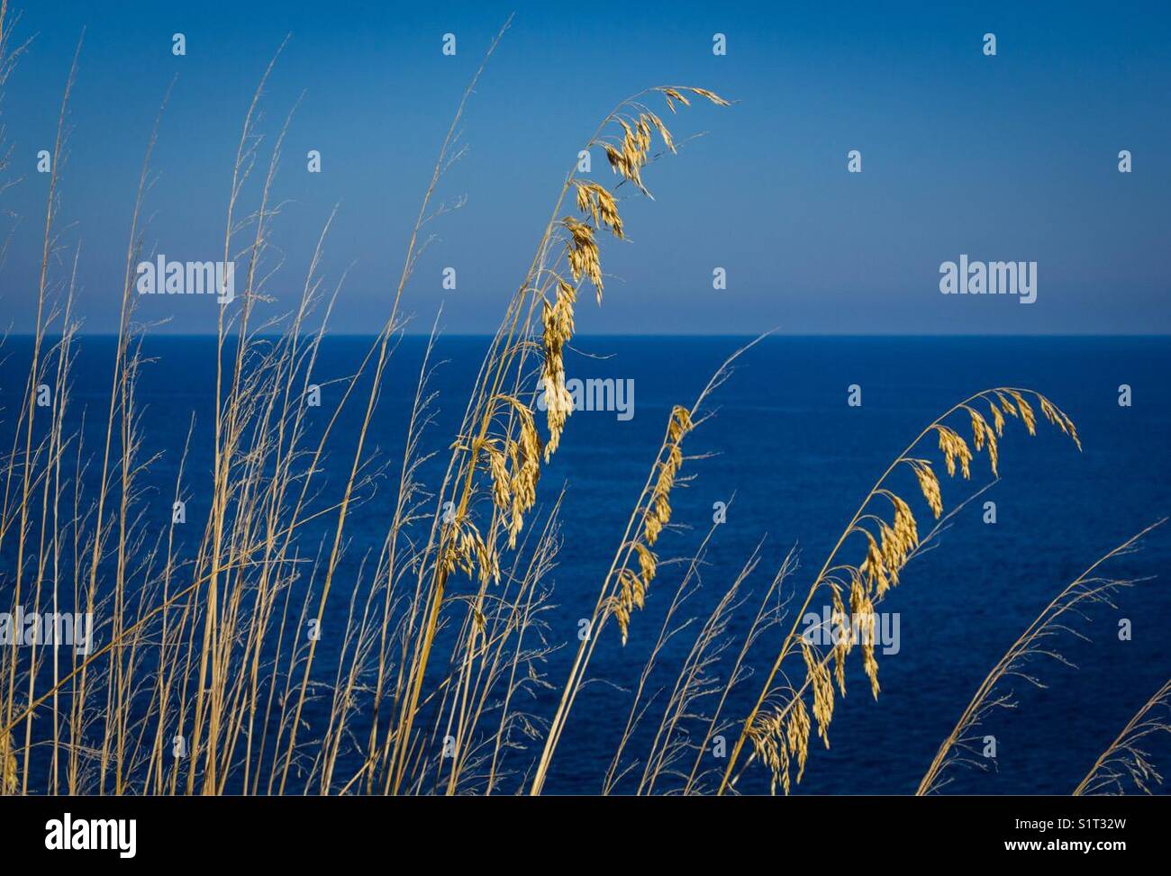 Grasses against a blue sea and sky - Smartphone Captured Stock Image