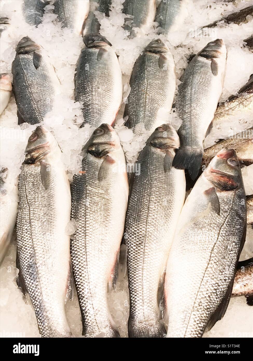 Sardines. - Smartphone Captured Stock Image