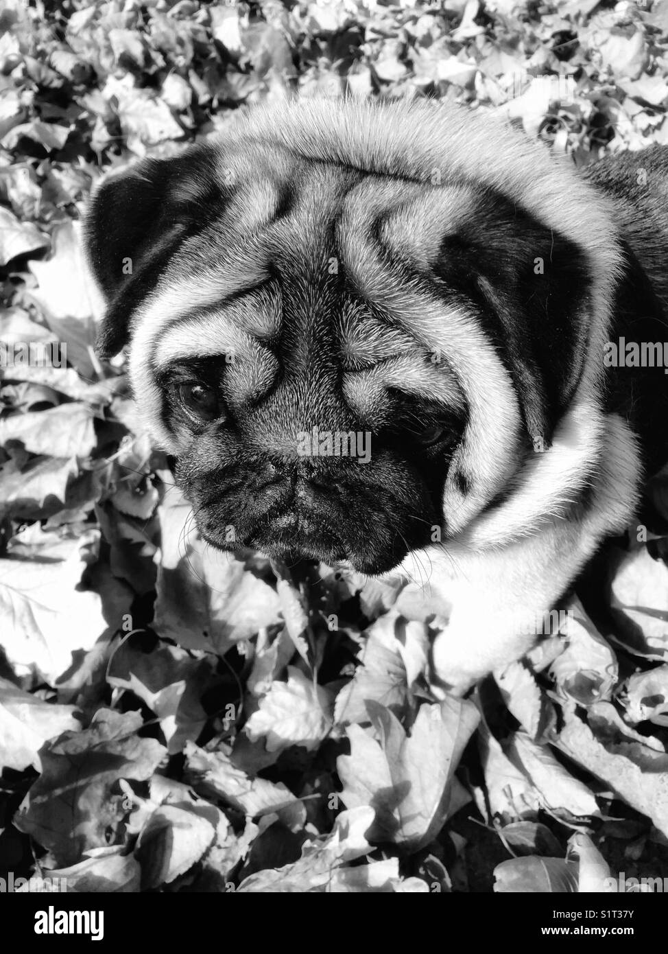 Fall Pug in Black and White Stock Photo