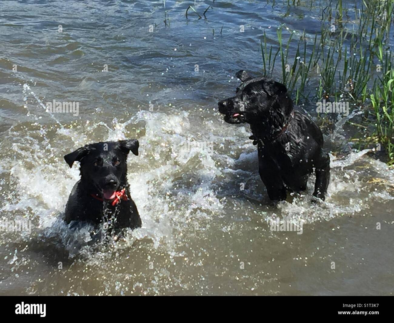 Black labradors splashing out of lake hires stock photography and
