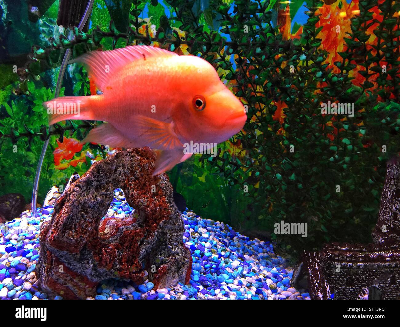 Fish in an aquarium - Smartphone Captured Stock Image