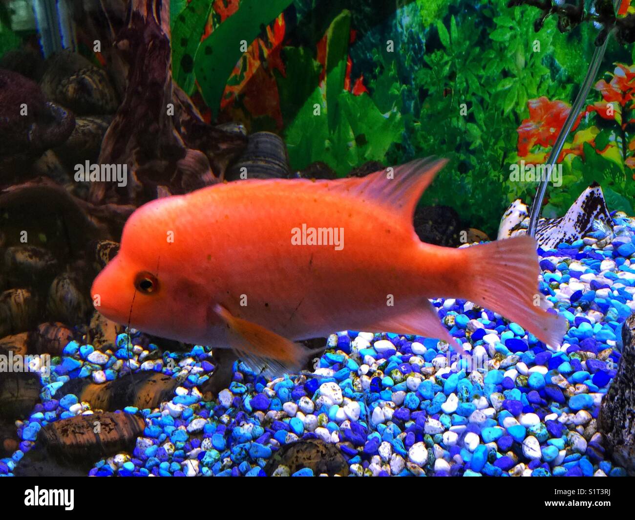 Fish in an aquarium - Smartphone Captured Stock Image