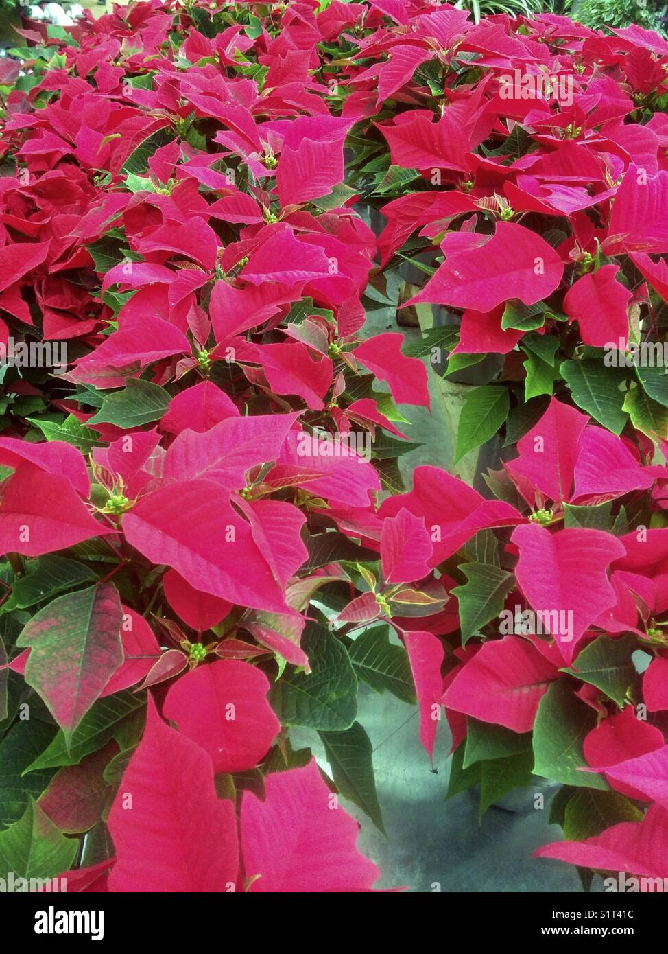 Poinsettias for sale Stock Photo Alamy