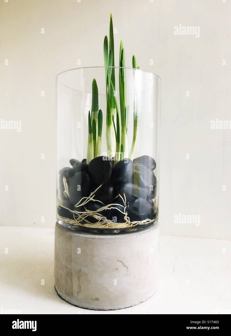 Paperwhites plant bulbs growing in a clear glass container. Stock Photo