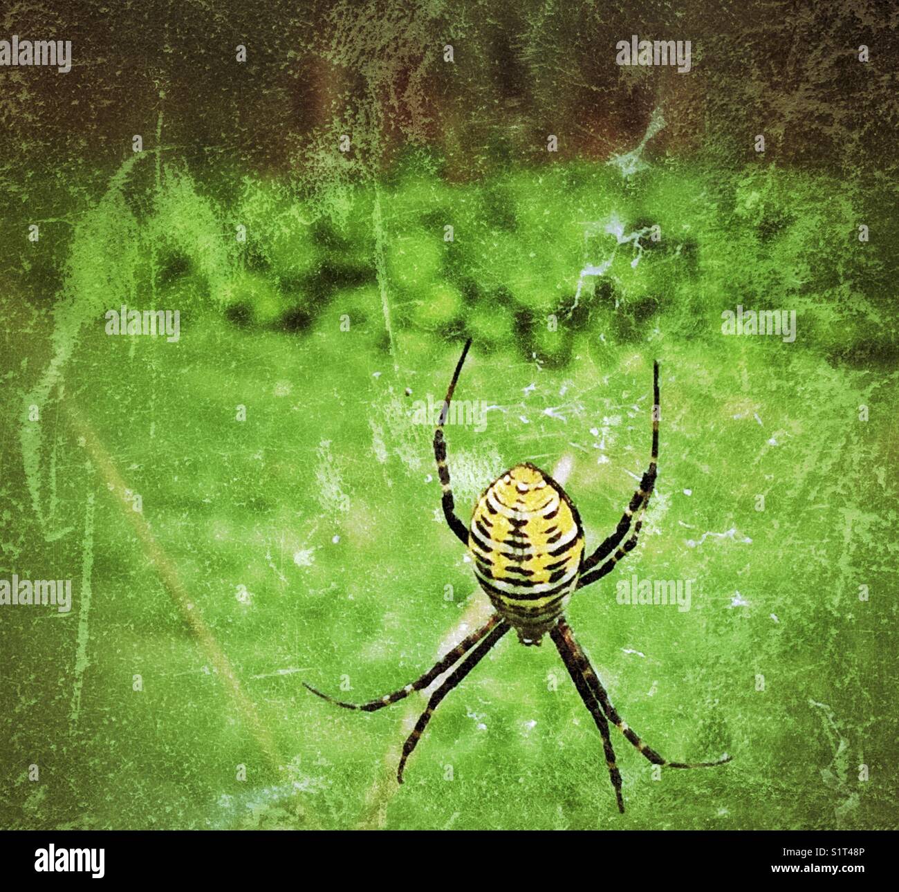Large Black Yellow And White Banded Garden Spider Argiope Stock
