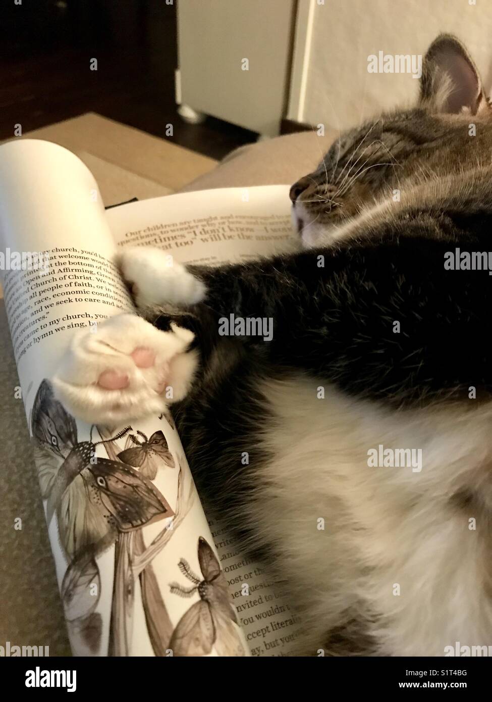 Daphne our cat, sleeping, on a magazine. Stock Photo