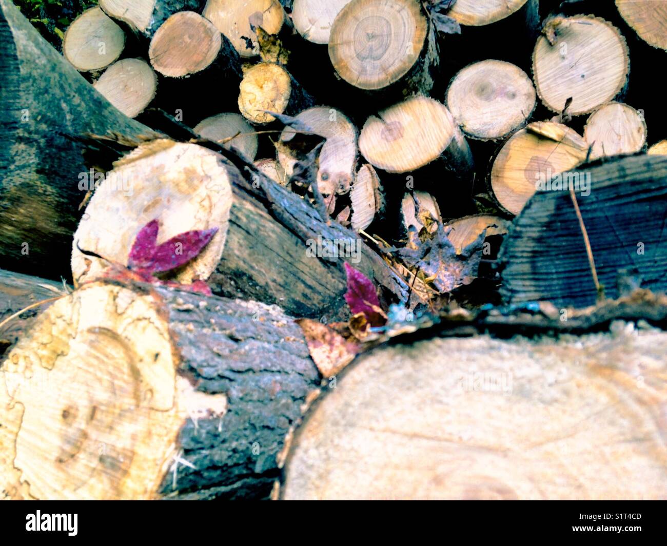 Stacked firewood in November - Smartphone Captured Stock Image