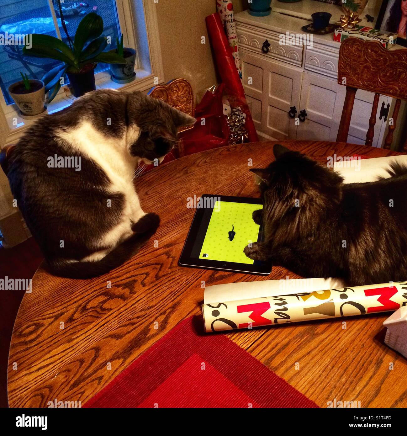 Cats interacting with iPad - Smartphone Captured Stock Image