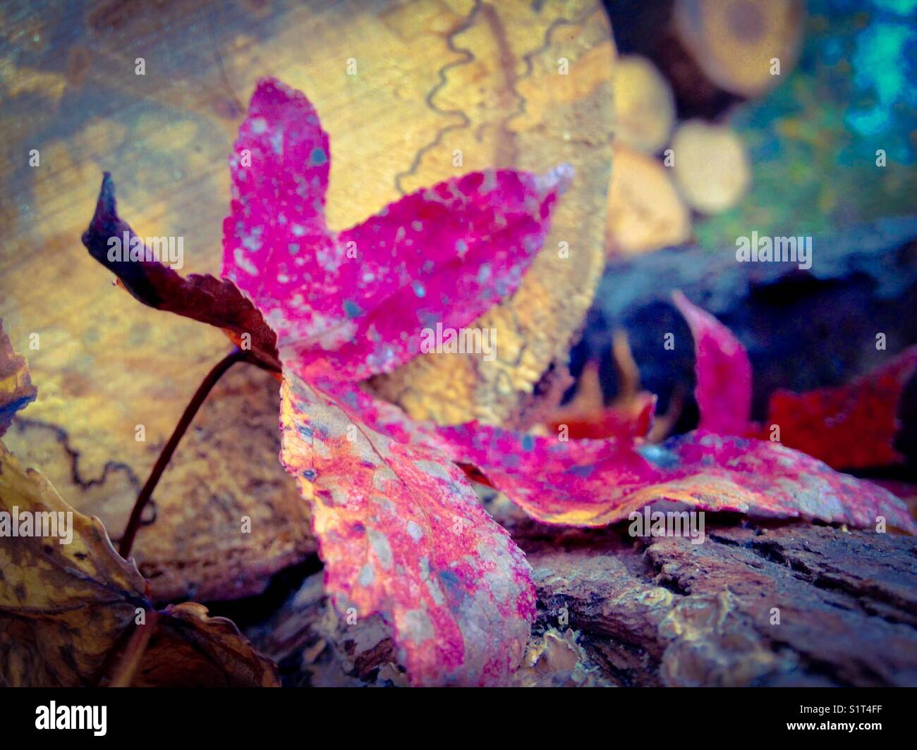 Autumn leaf by firewood - Smartphone Captured Stock Image