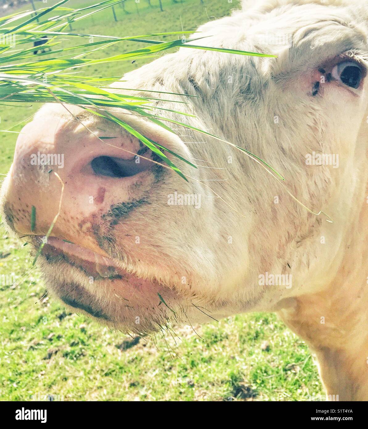 Bright airy closeup image of cow sniffing grass - Smartphone Captured Stock Image