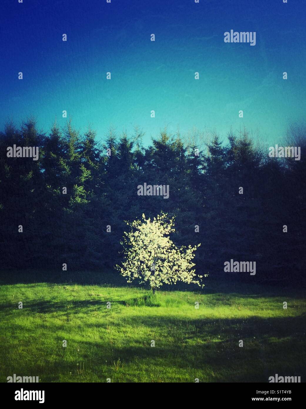 Plum tree in blossom with filtered morning sun and tall evergreens in the background - Smartphone Captured Stock Image