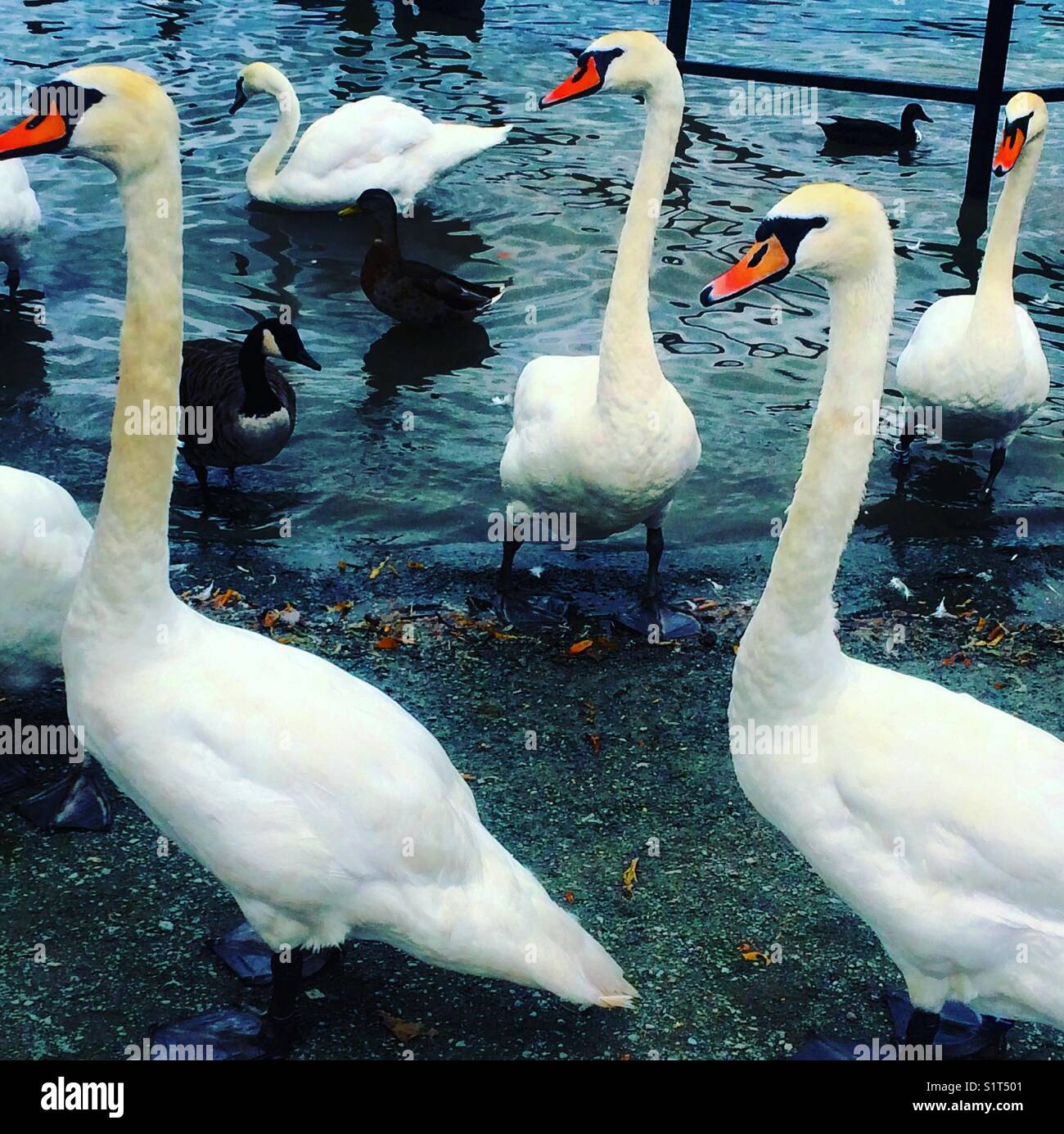 Swans at Lake Windermere, England Stock Photo