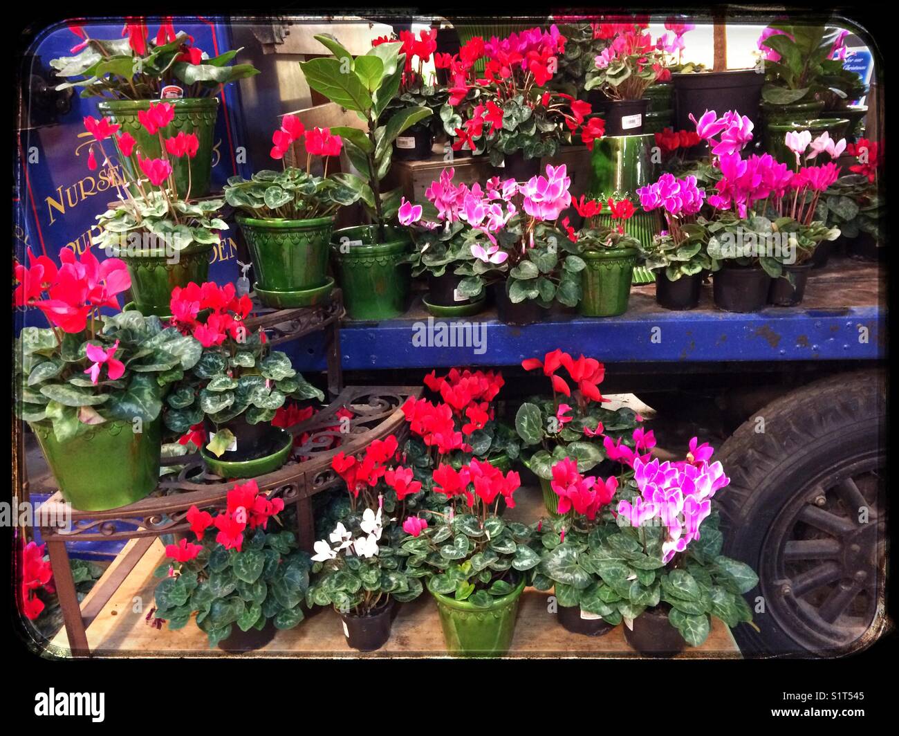 Cyclamen on an old truck Stock Photo