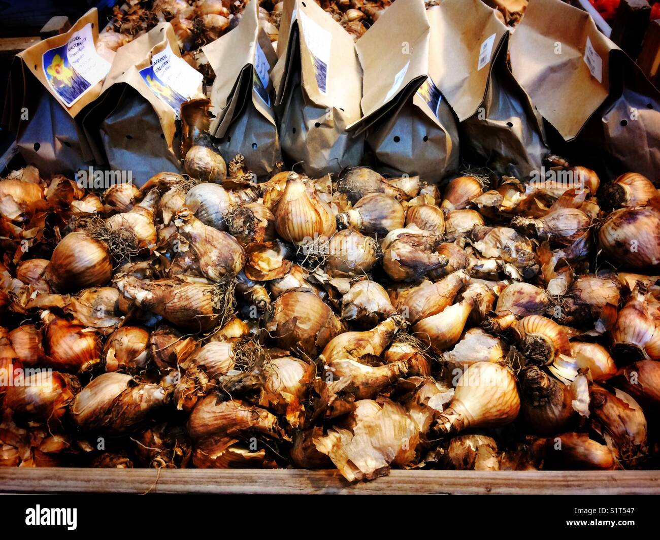 Tulip bulbs - Smartphone Captured Stock Image