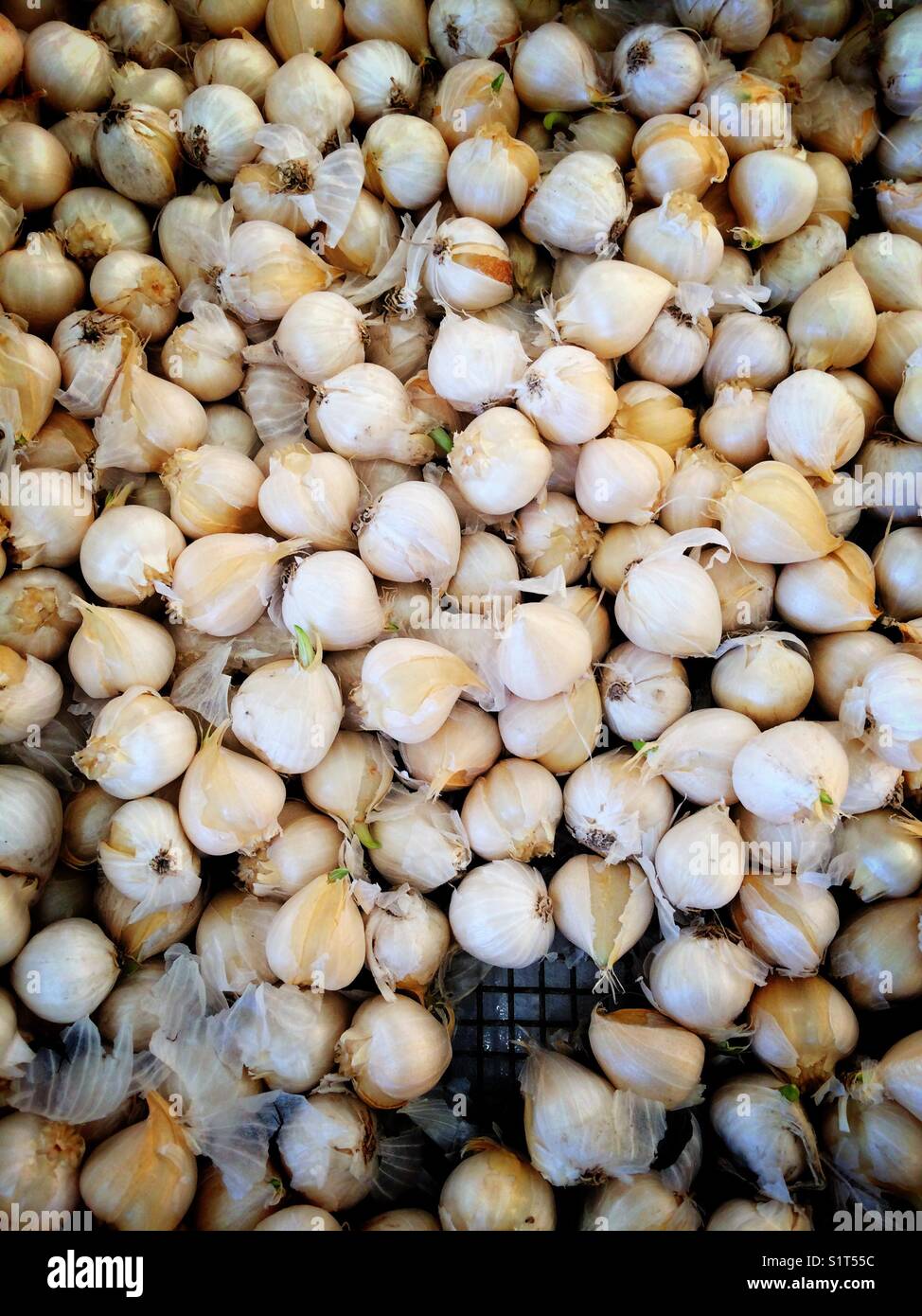 Tulip bulbs - Smartphone Captured Stock Image