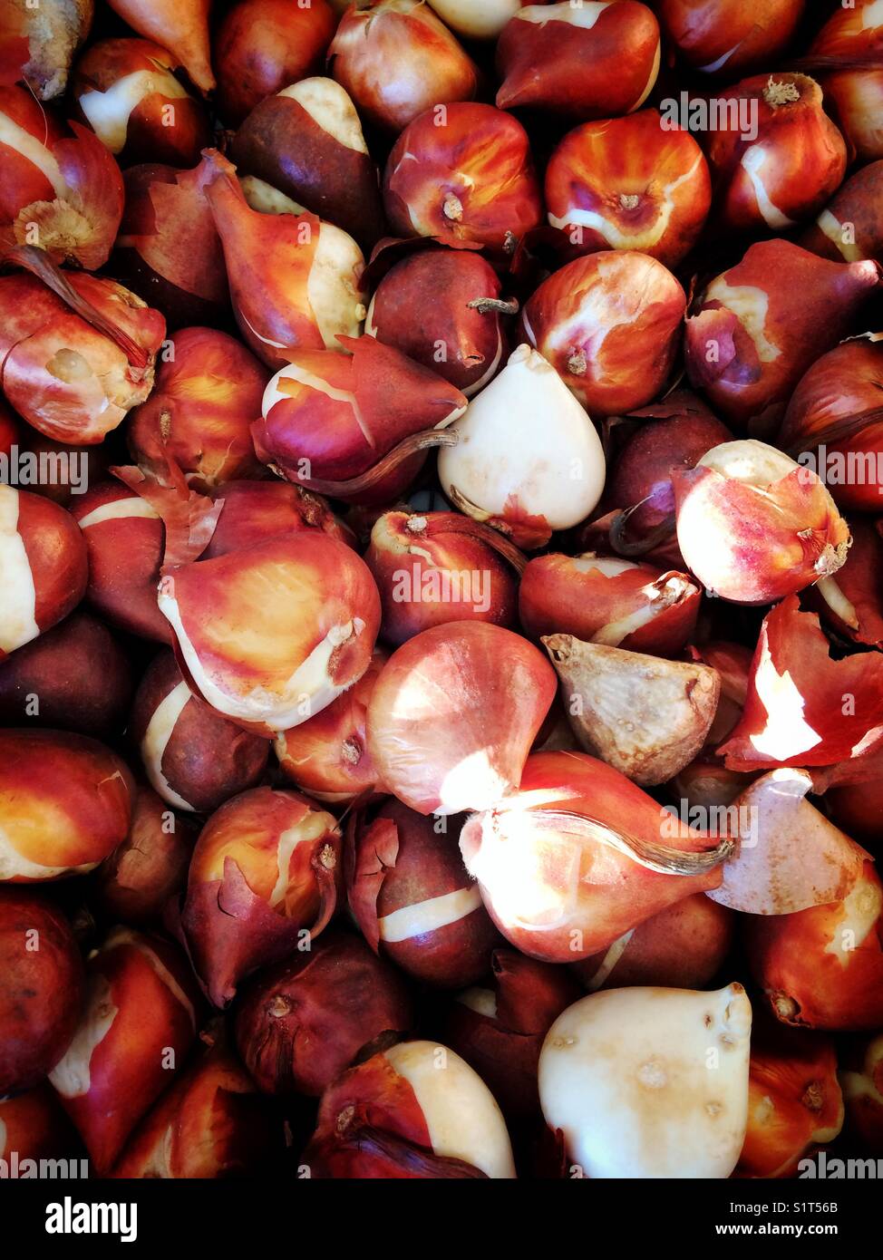 Tulip bulbs - Smartphone Captured Stock Image