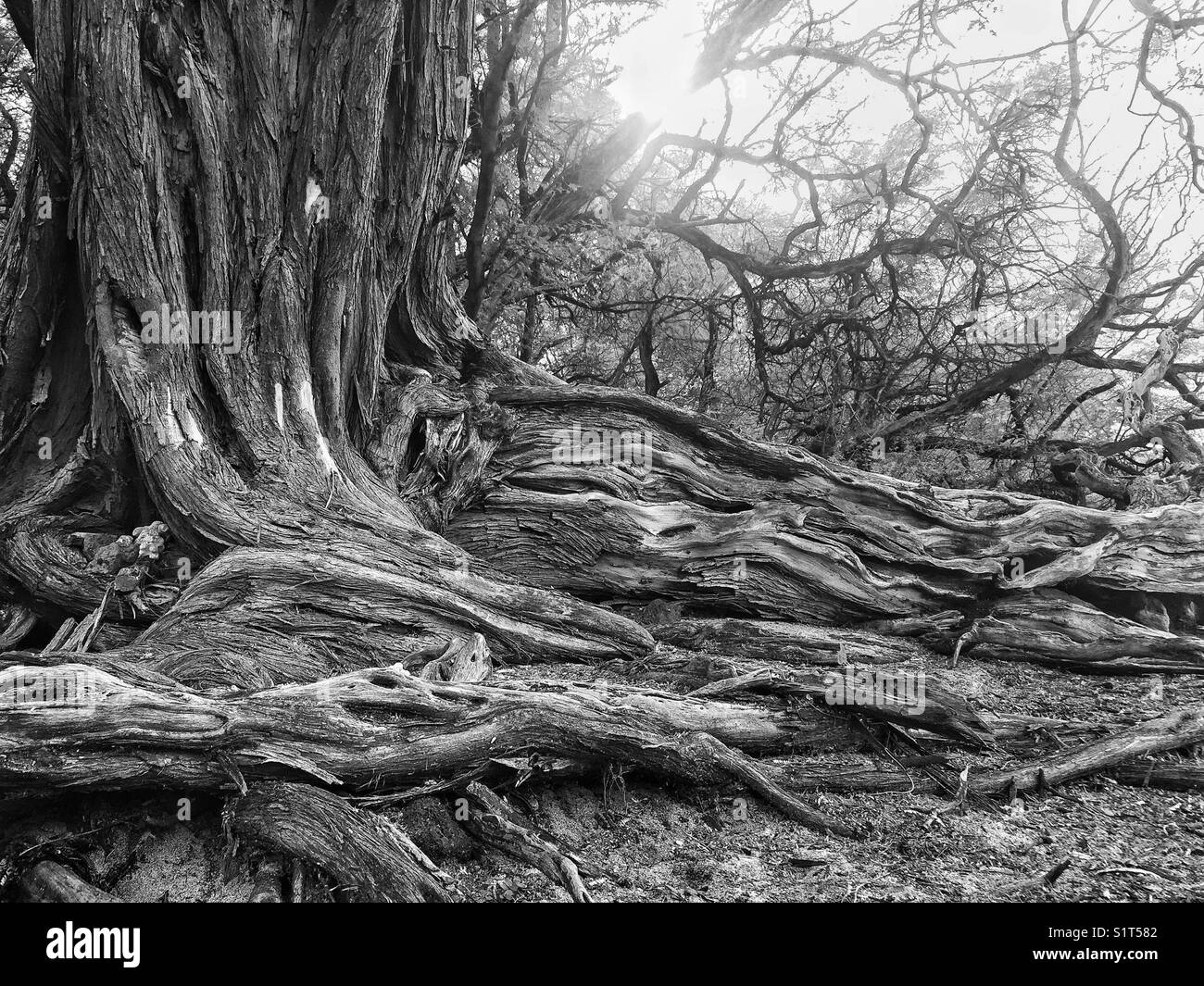 Trunk roots hi-res stock photography and images - Alamy