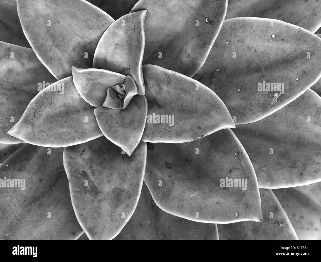 Black and white succulent plant - Smartphone Captured Stock Image