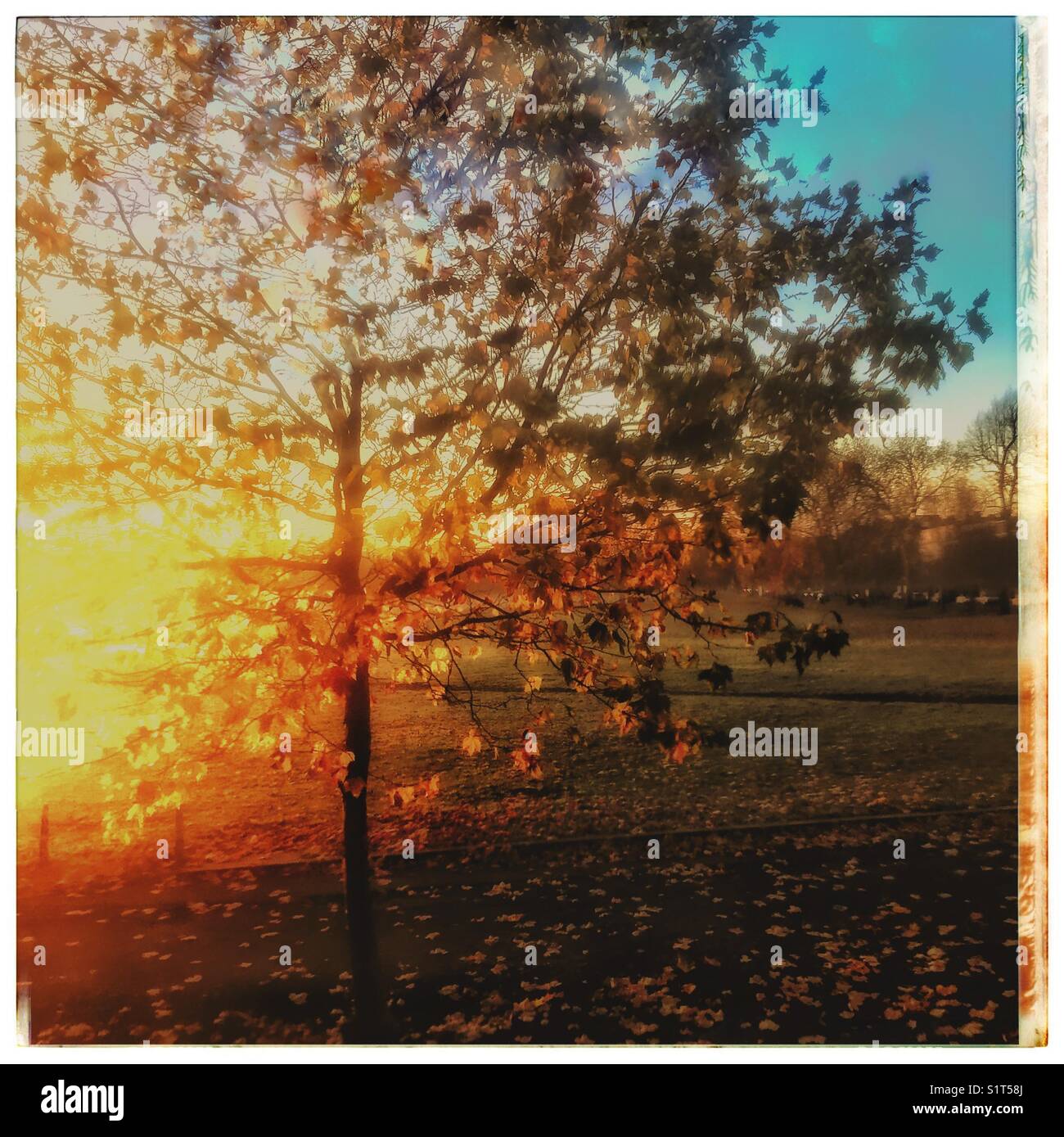 Sunrise in Peckham Rye  park. - Smartphone Captured Stock Image