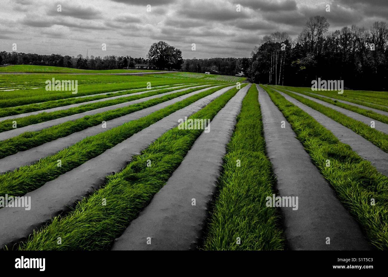 Green strawberry field - Smartphone Captured Stock Image