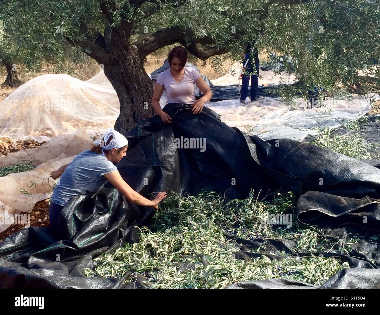 A Druz family harvesting olives near their village in the upper Galilee region in northern Israel. Stock Photo