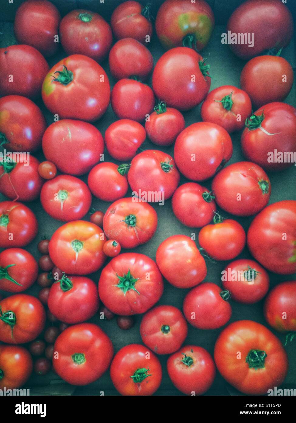 Closeup full frame view of freshly picked organic garden tomatoes - Smartphone Captured Stock Image