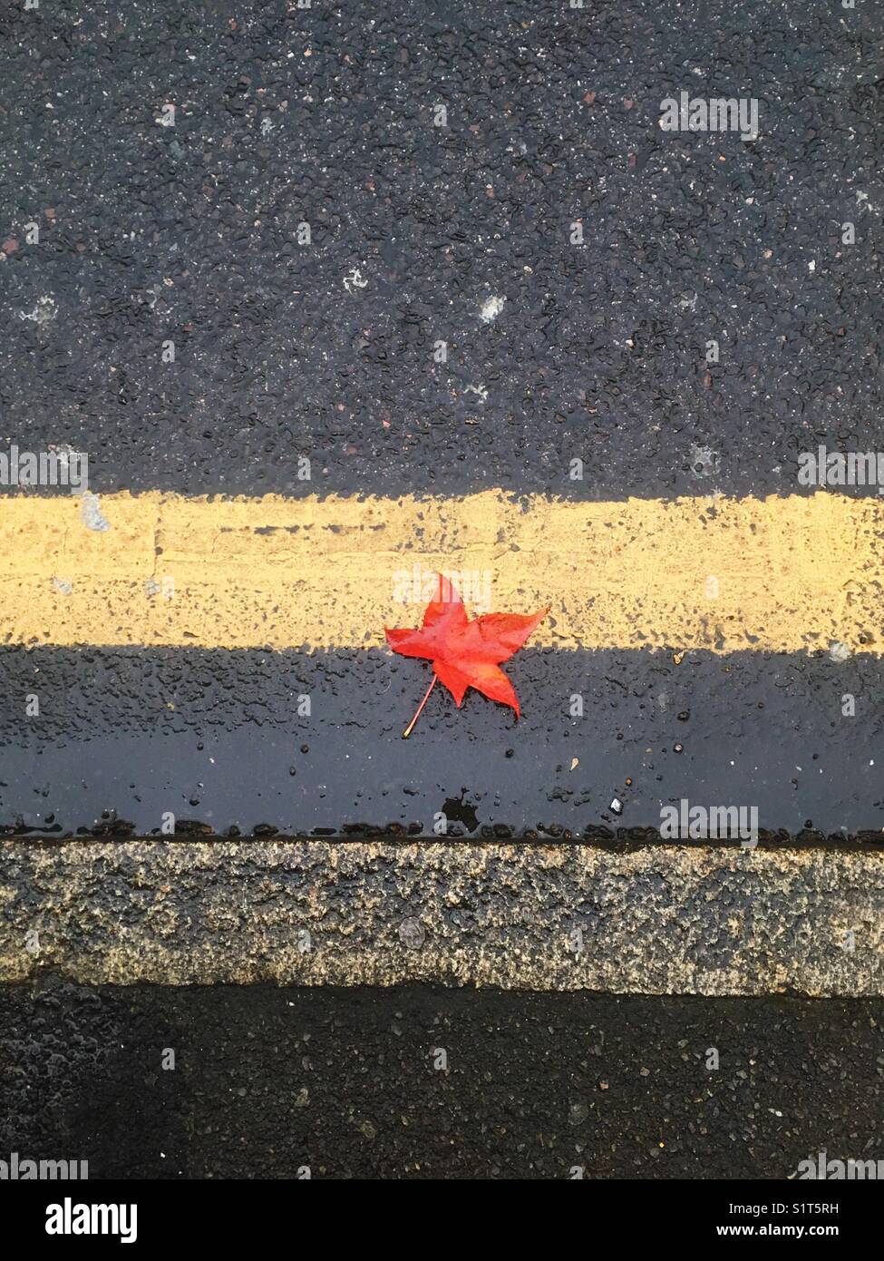 Lonely leaf on asphalt - Smartphone Captured Stock Image