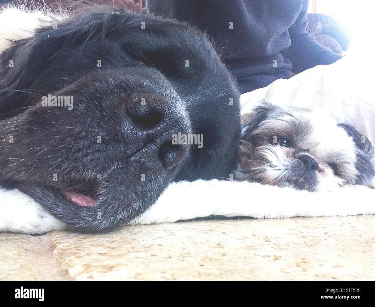 Big dog sleeping next to little dog Stock Photo Alamy