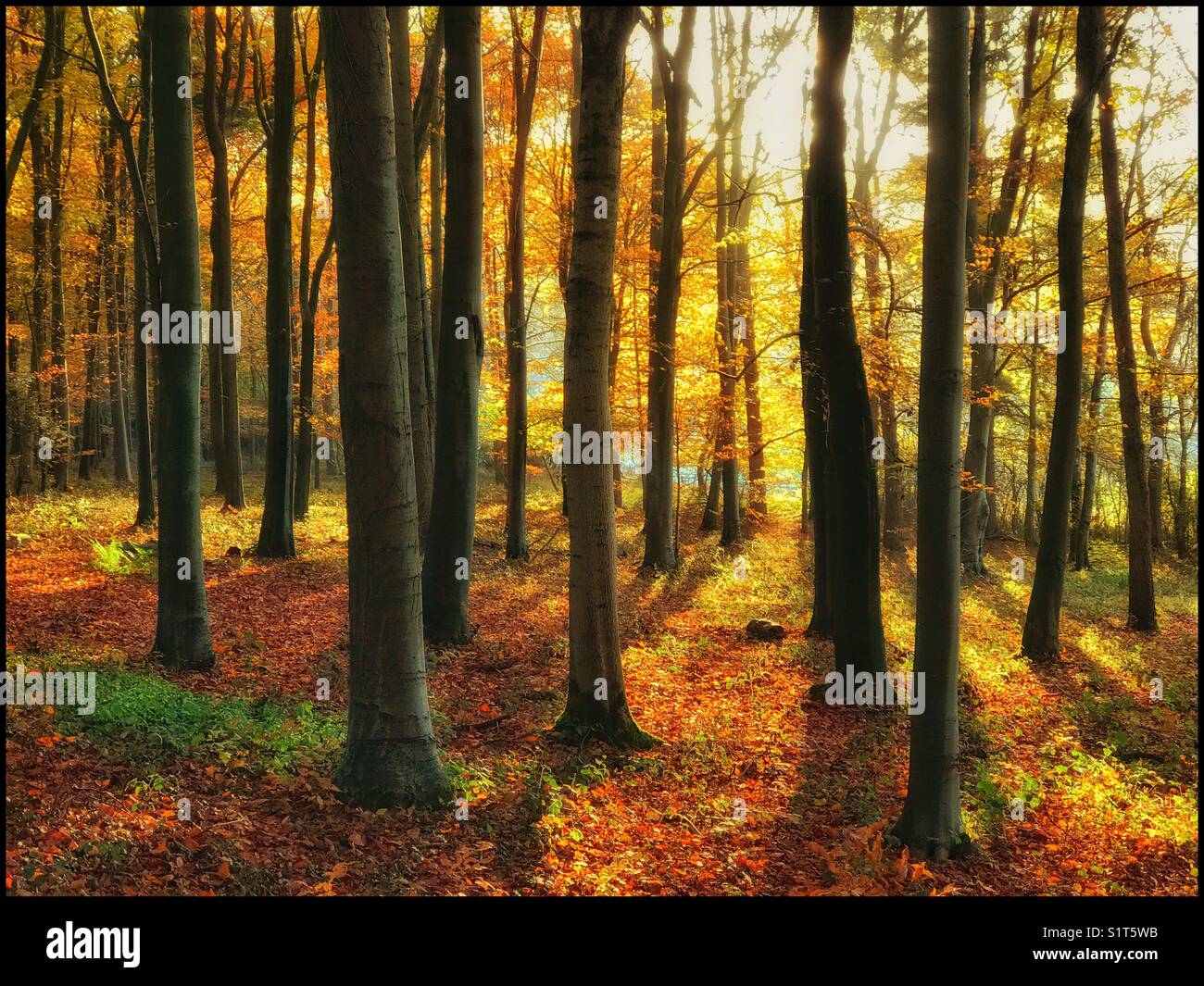 An early morning woodland scene at the height of autumn. The autumnal (fall) colours are accentuated by the warmth of the sunrise light. A feel good image with multiple uses. Photo - © COLIN HOSKINS. - Smartphone Captured Stock Image