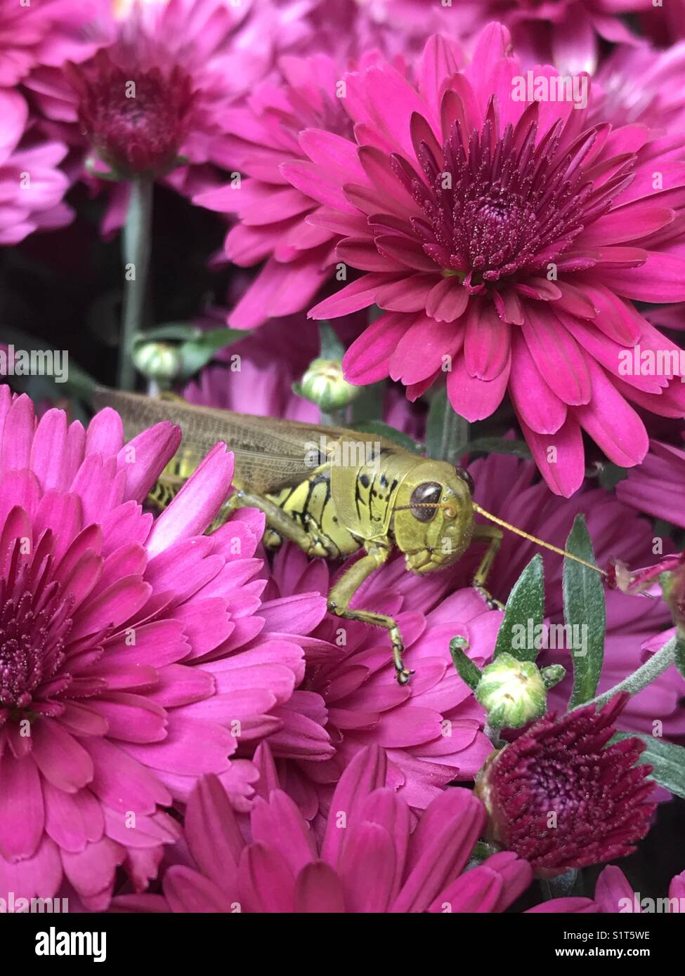 A green grasshopper peeking out from bright pink mums Stock Photo