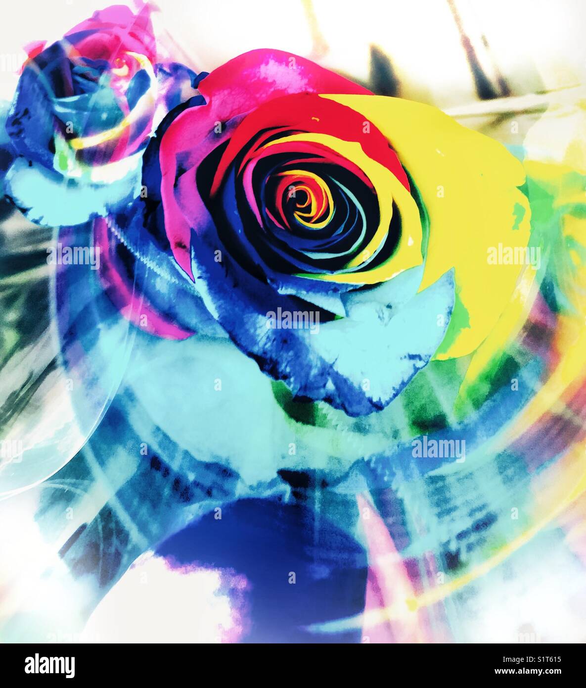 'Roses make my head spin, make me swoon' Rose of many colors swirling like a child's spin painting Stock Photo