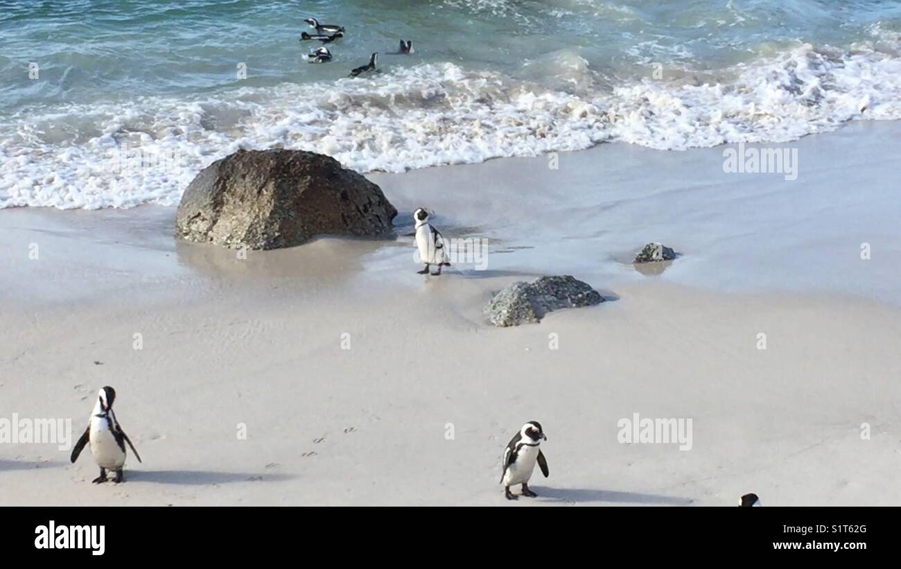 Boulders beach penguin colony Stock Photo